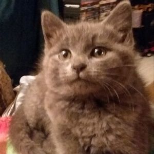 Meet your Posher, Kris